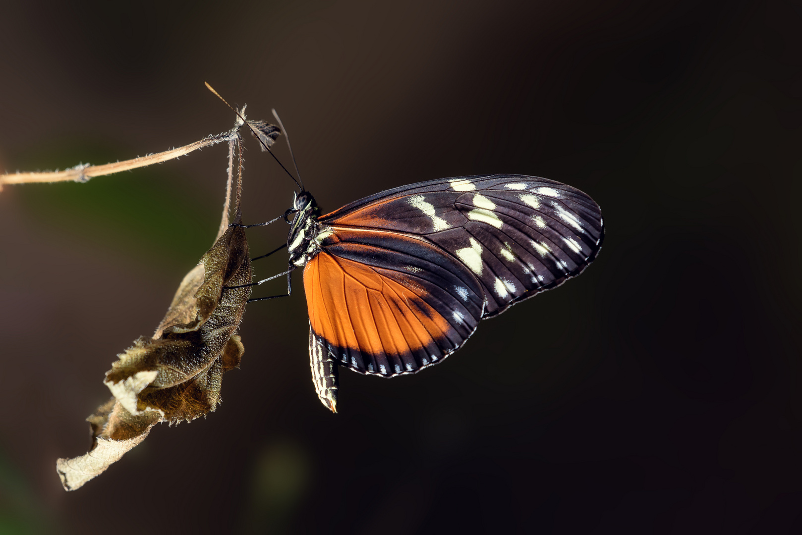 Heliconius hecale