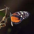 Heliconius hecale