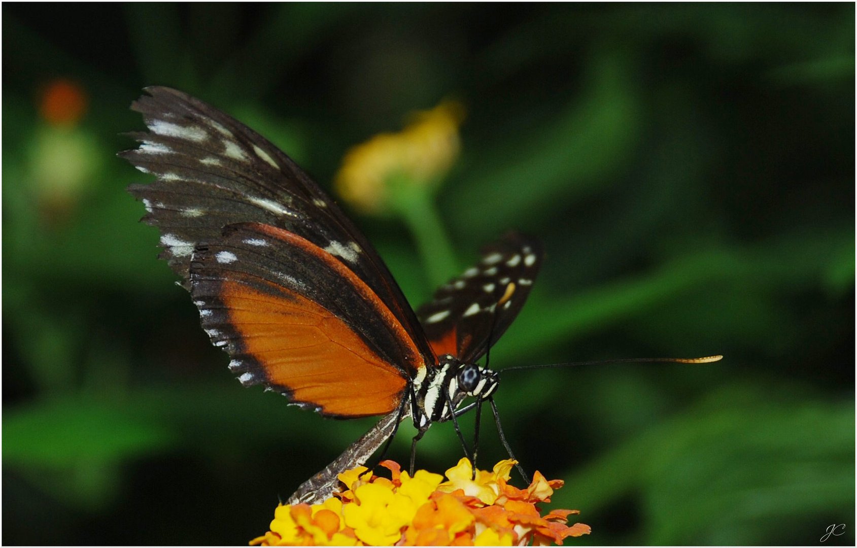 Heliconius hecale