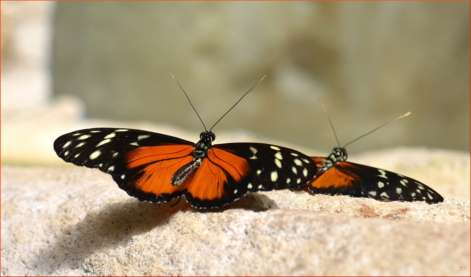 Heliconius hecale