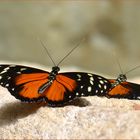 Heliconius hecale