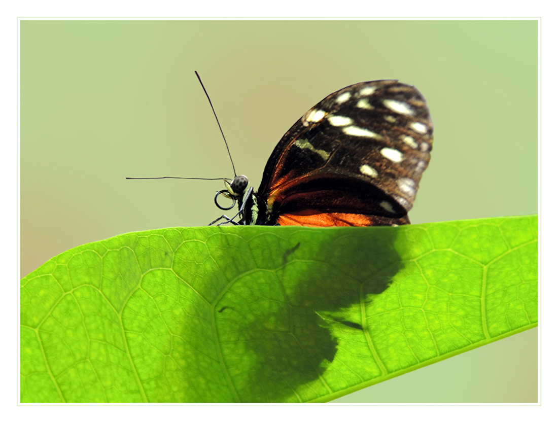 Heliconius hecale - Goldener Hecale