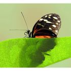 Heliconius hecale - Goldener Hecale