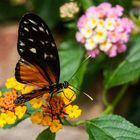 Heliconius hecale "Goldener Hekale"