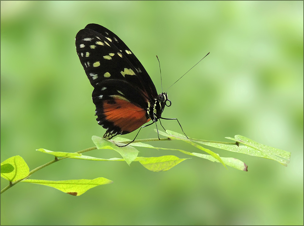 Heliconius hecale - Goldener Hekale