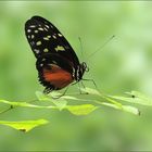 Heliconius hecale - Goldener Hekale