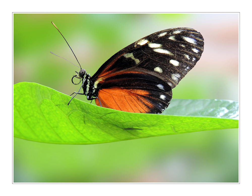 Heliconius hecale - Goldener Hekale