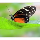 Heliconius hecale - Goldener Hekale