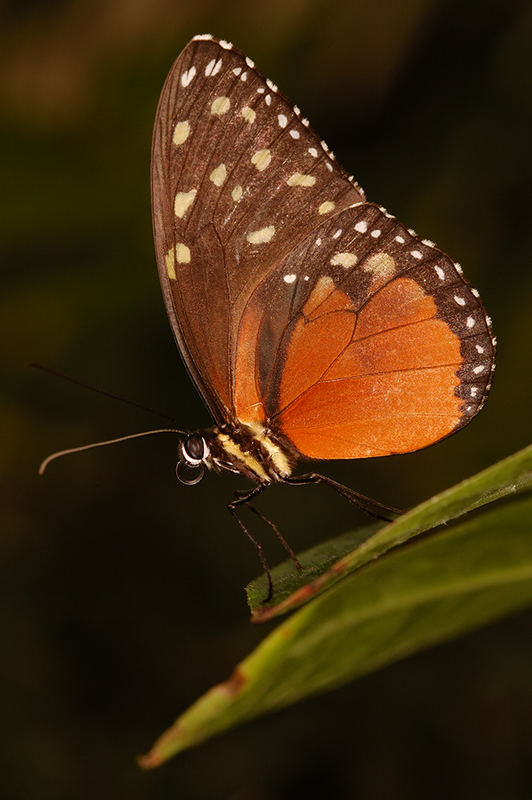 Heliconius hecale (Hecales Longwing)