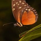 Heliconius hecale (Hecales Longwing)