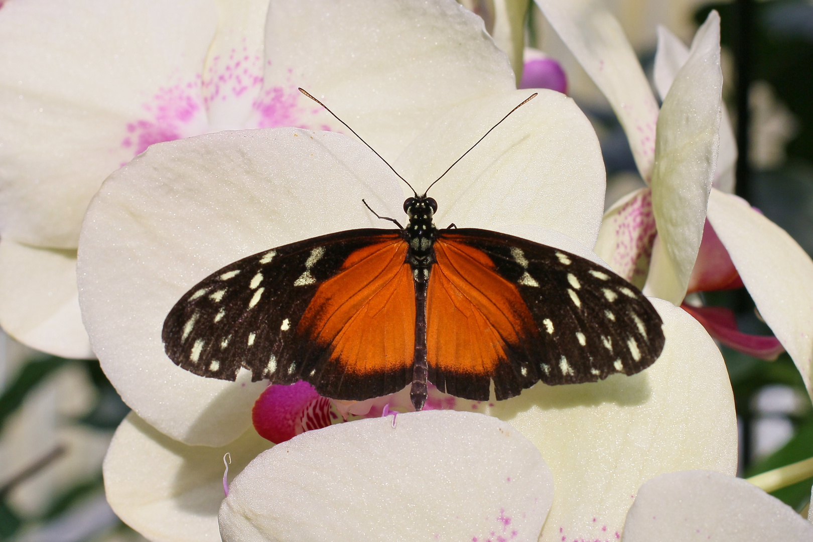 Heliconius hecale (IMG_5264n_ji)