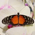 Heliconius hecale (IMG_5264n_ji)