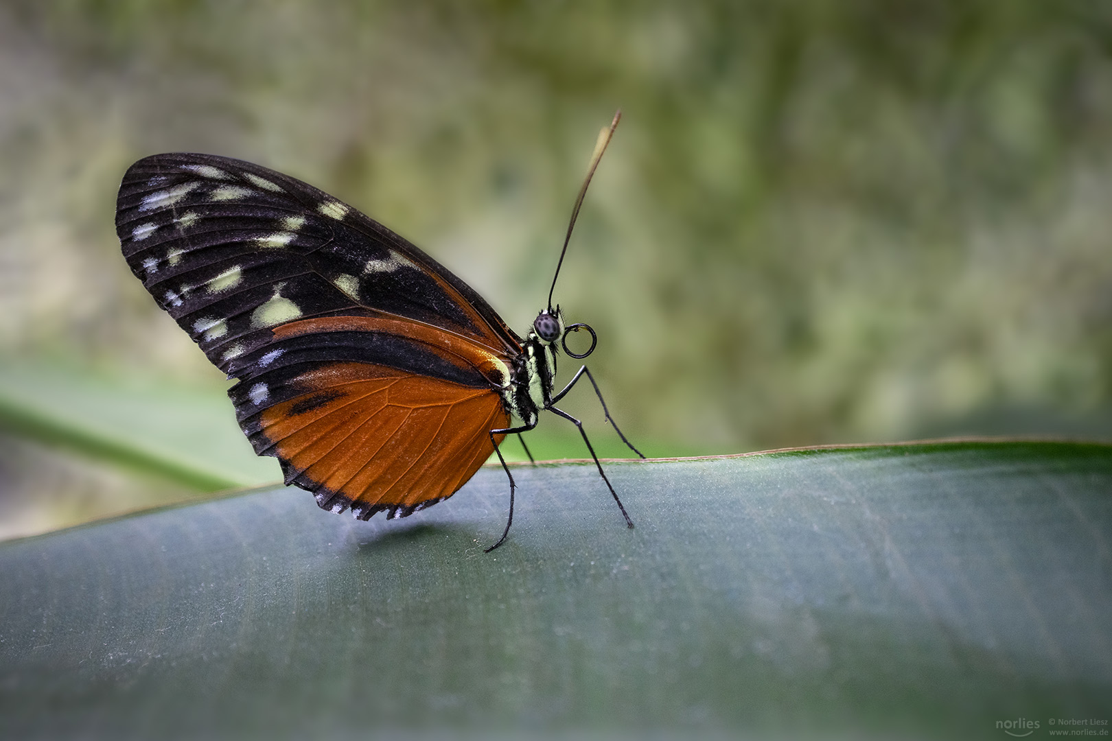heliconius hecale on a leaf