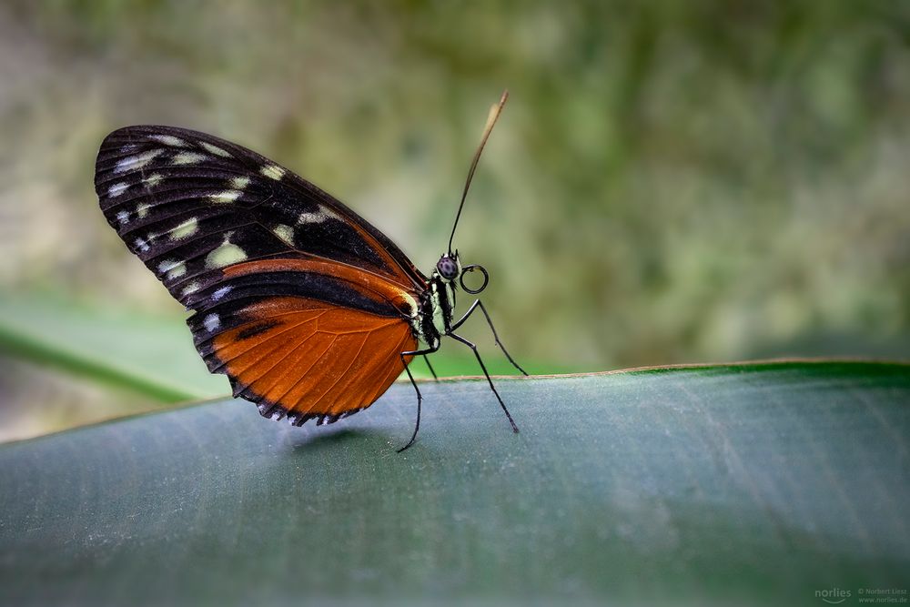 heliconius hecale on a leaf