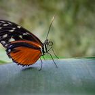 heliconius hecale on a leaf