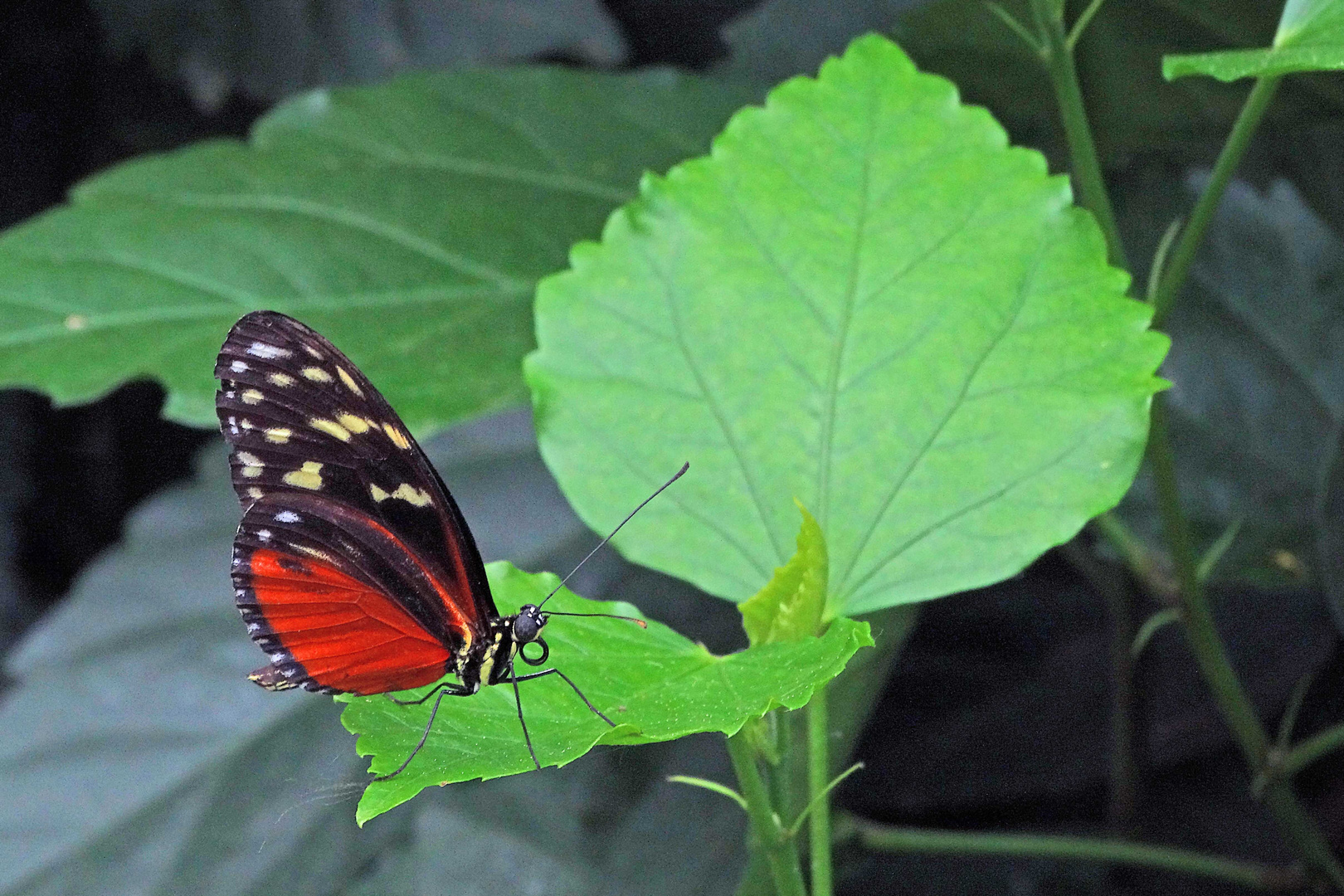 Heliconius hecale (Schmetterling im Schmetterlingsgarten Bendorf Sayn)