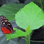 Heliconius hecale (Schmetterling im Schmetterlingsgarten Bendorf Sayn)