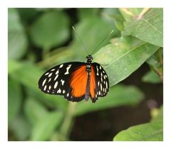 Heliconius hecale, Südamerika