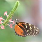 Heliconius hecale zuleika