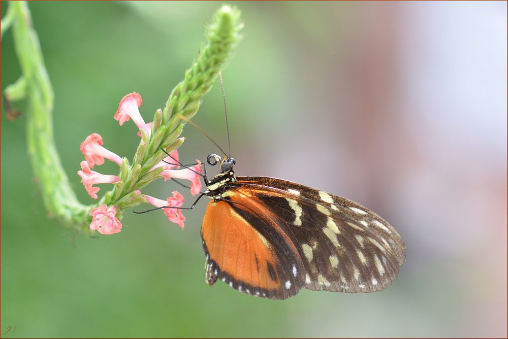 Heliconius hecale zuleika