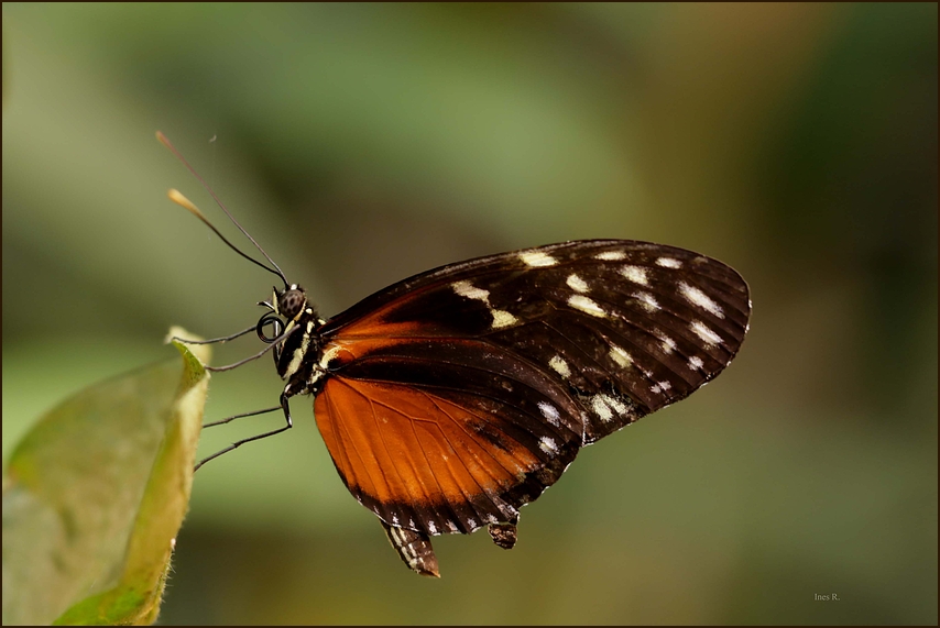 }{ Heliconius hecale zuleika }{