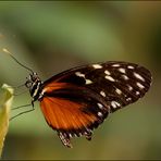 }{ Heliconius hecale zuleika }{