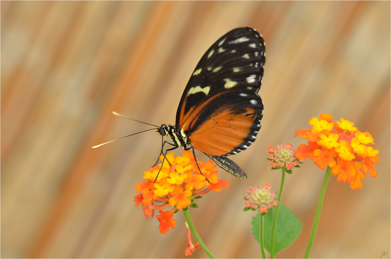 Heliconius hecale zuleika