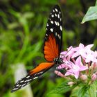 Heliconius hecale zuleika