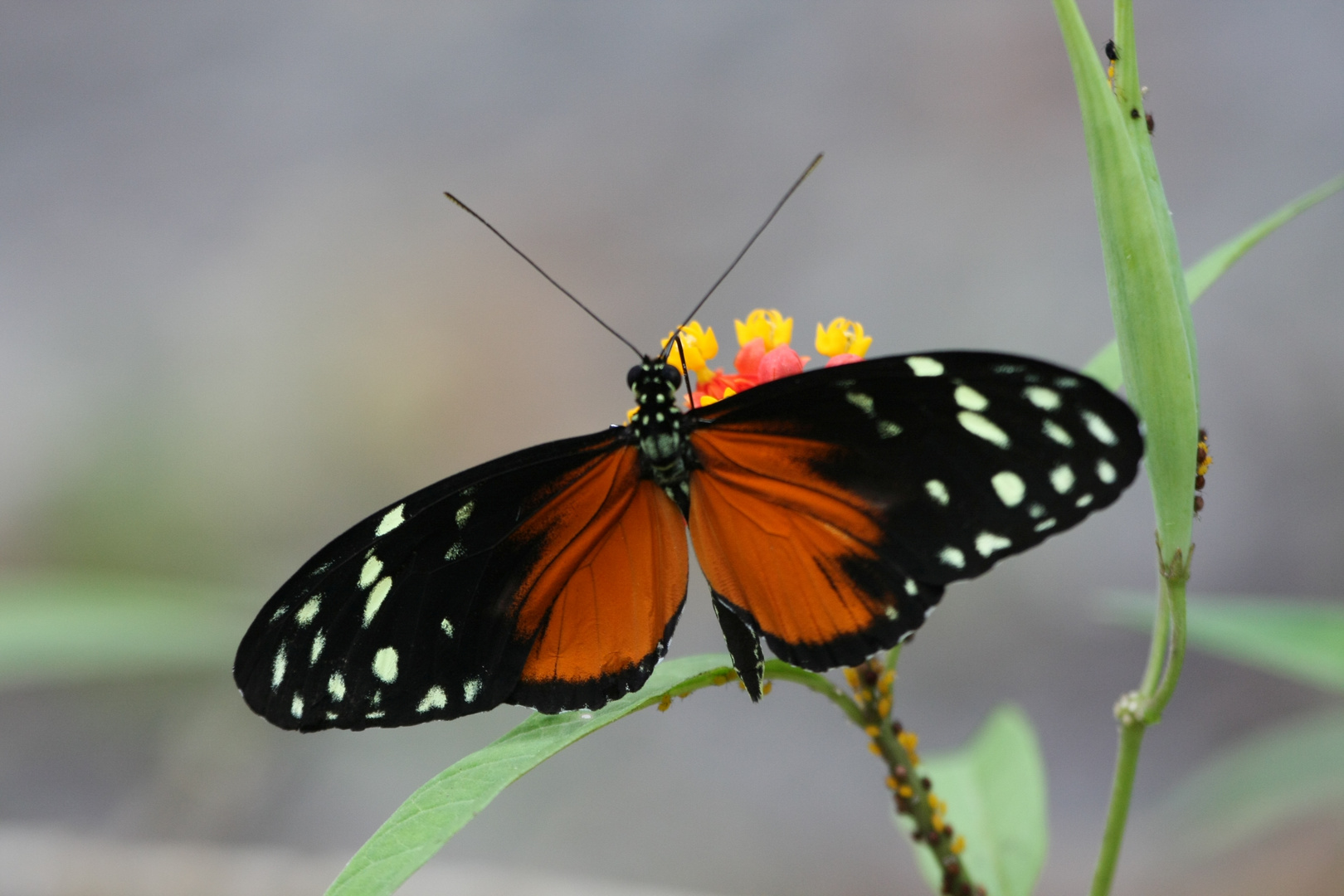 Heliconius hecale zuleika