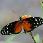 Heliconius hecale zuleika