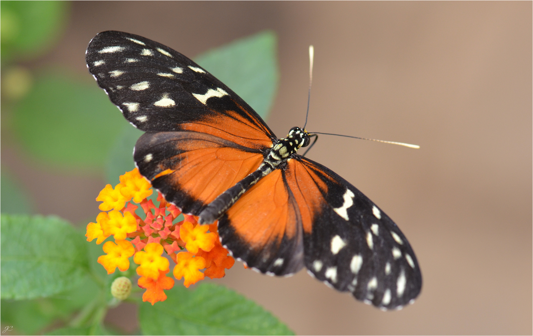 Heliconius hecale zuleika