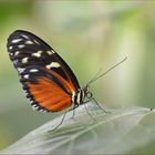 Heliconius hecale zuleika