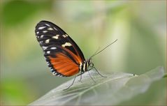 Heliconius hecale zuleika