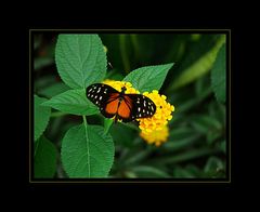 Heliconius Hecale Zuleiki