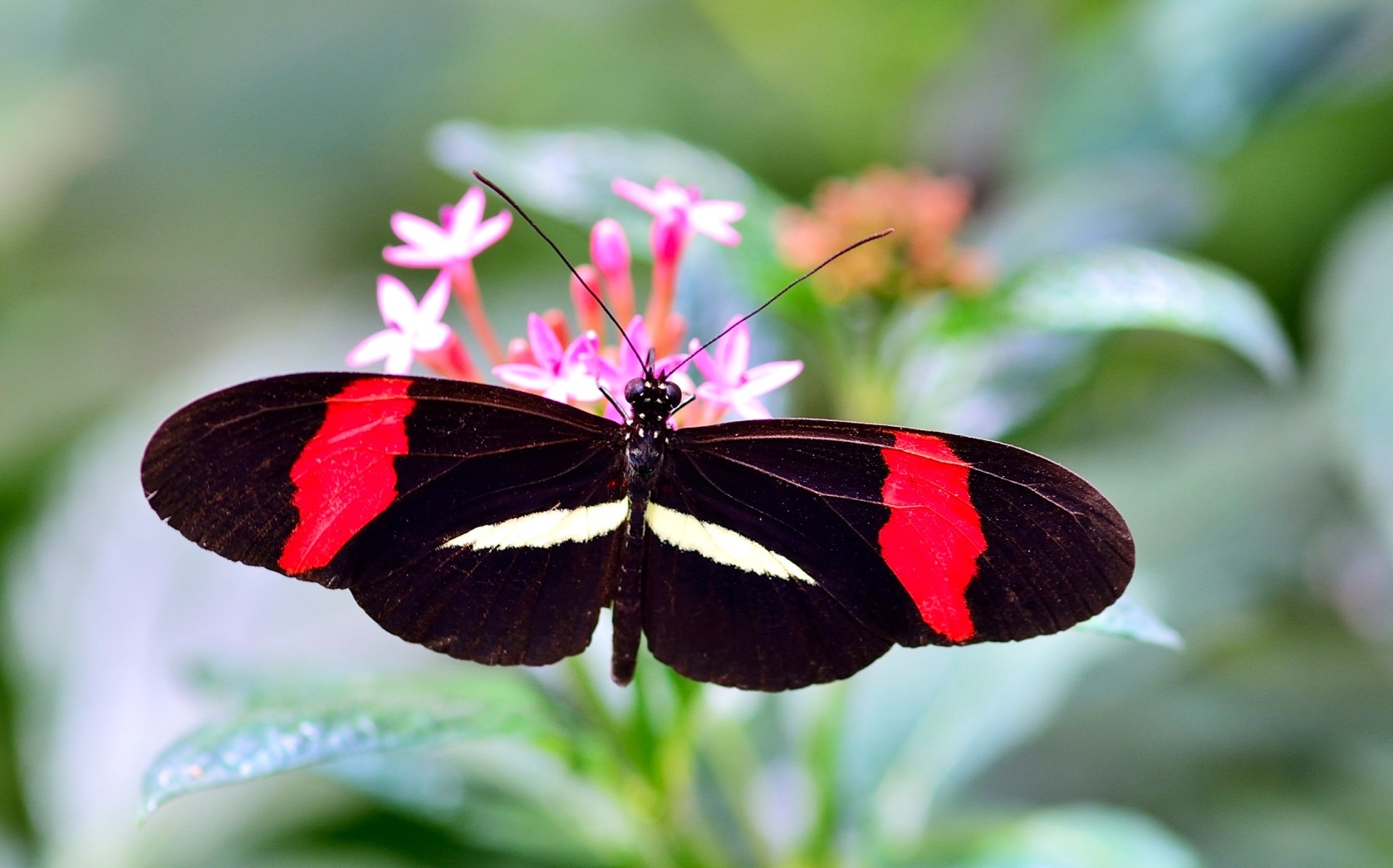 Heliconius Herato