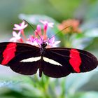 Heliconius Herato