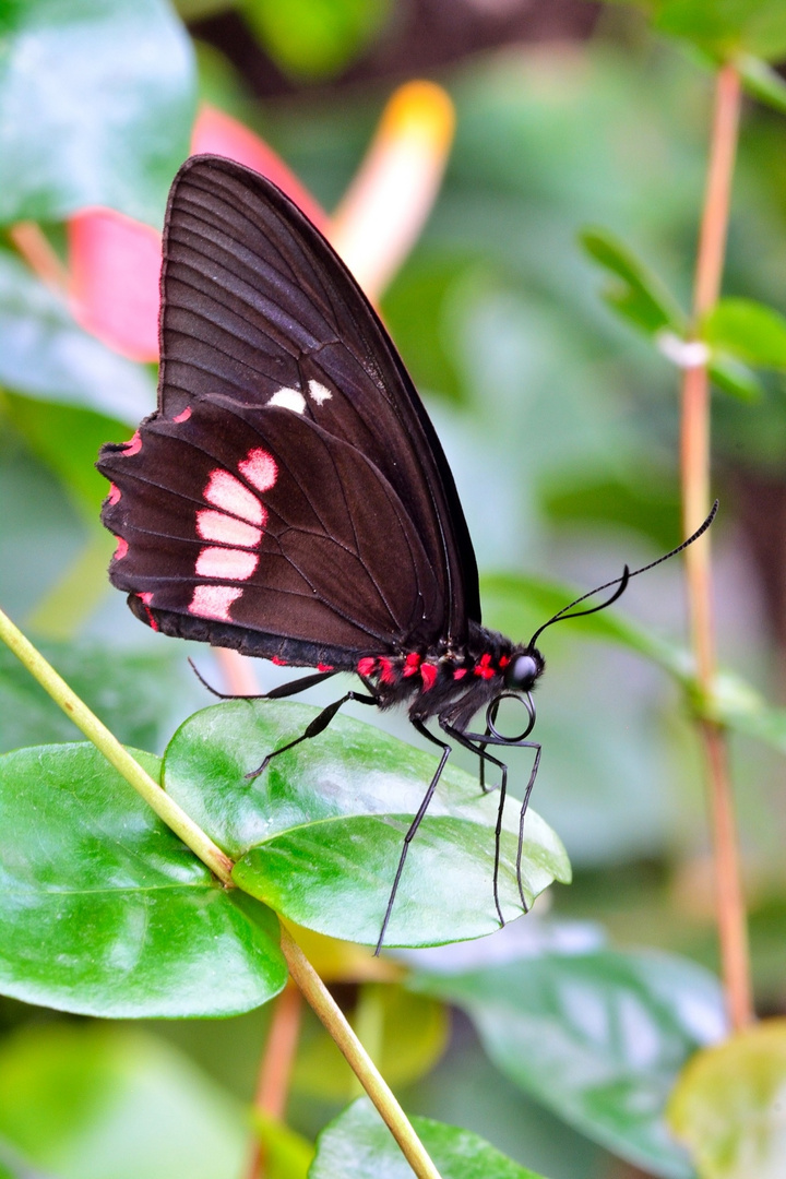 Heliconius herato