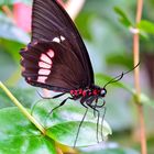 Heliconius herato