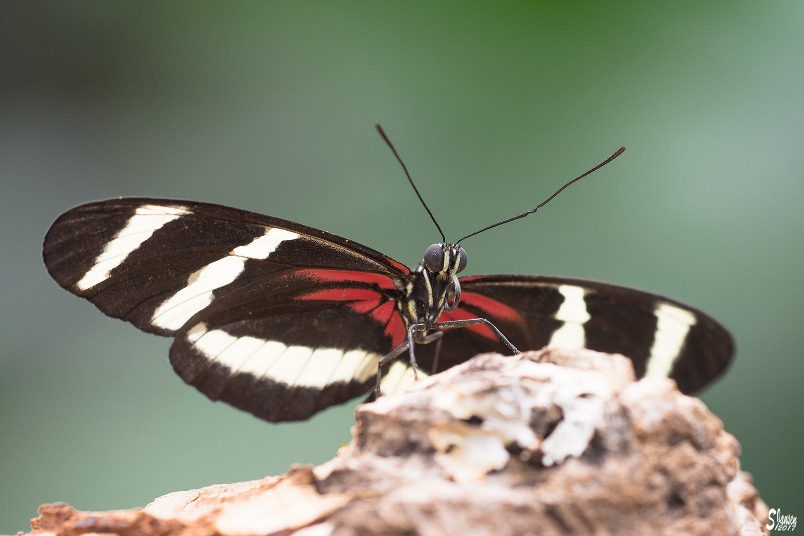 Heliconius hewitsoni