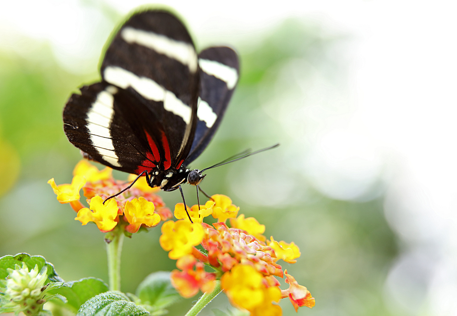 Heliconius hewitsoni