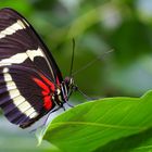 Heliconius hewitsoni 