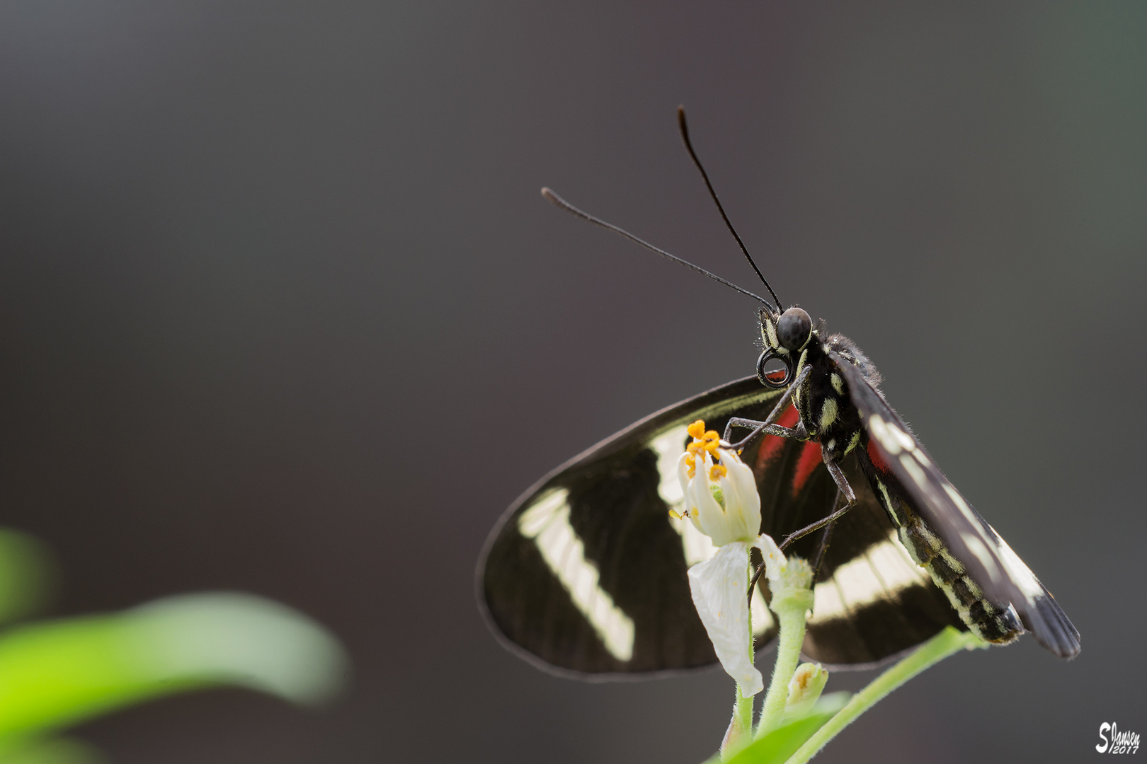 Heliconius hewitsoni