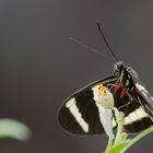 Heliconius hewitsoni