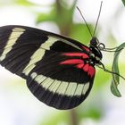 -Heliconius hewitsoni-