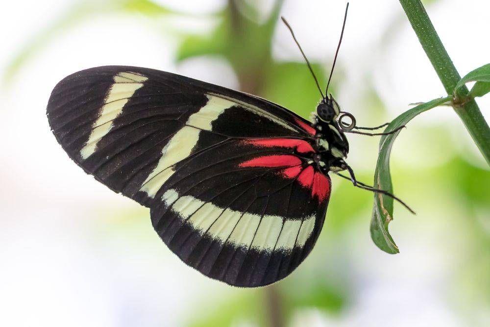 -Heliconius hewitsoni-