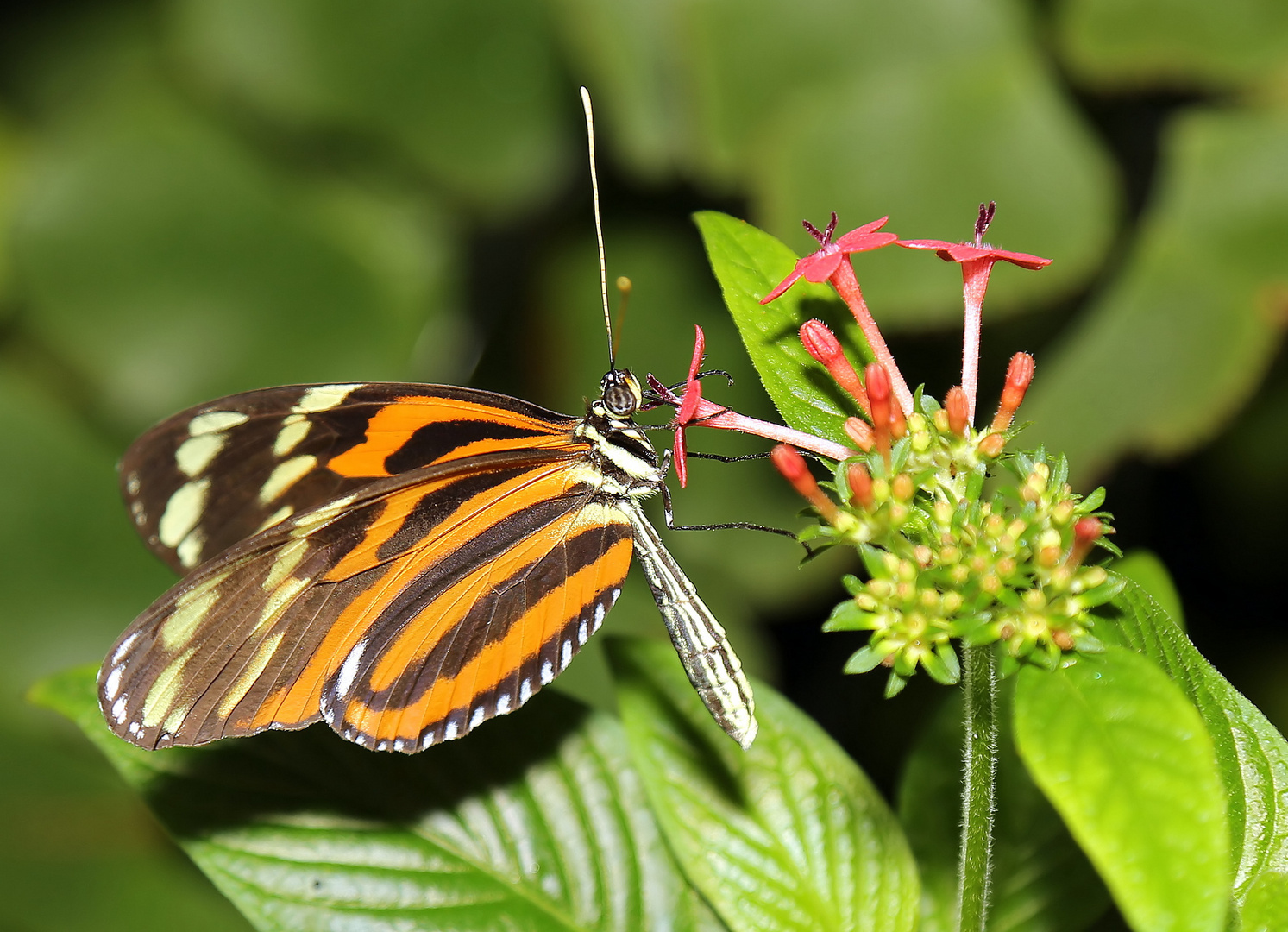 Heliconius Ismenius