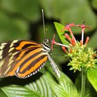 Heliconius Ismenius