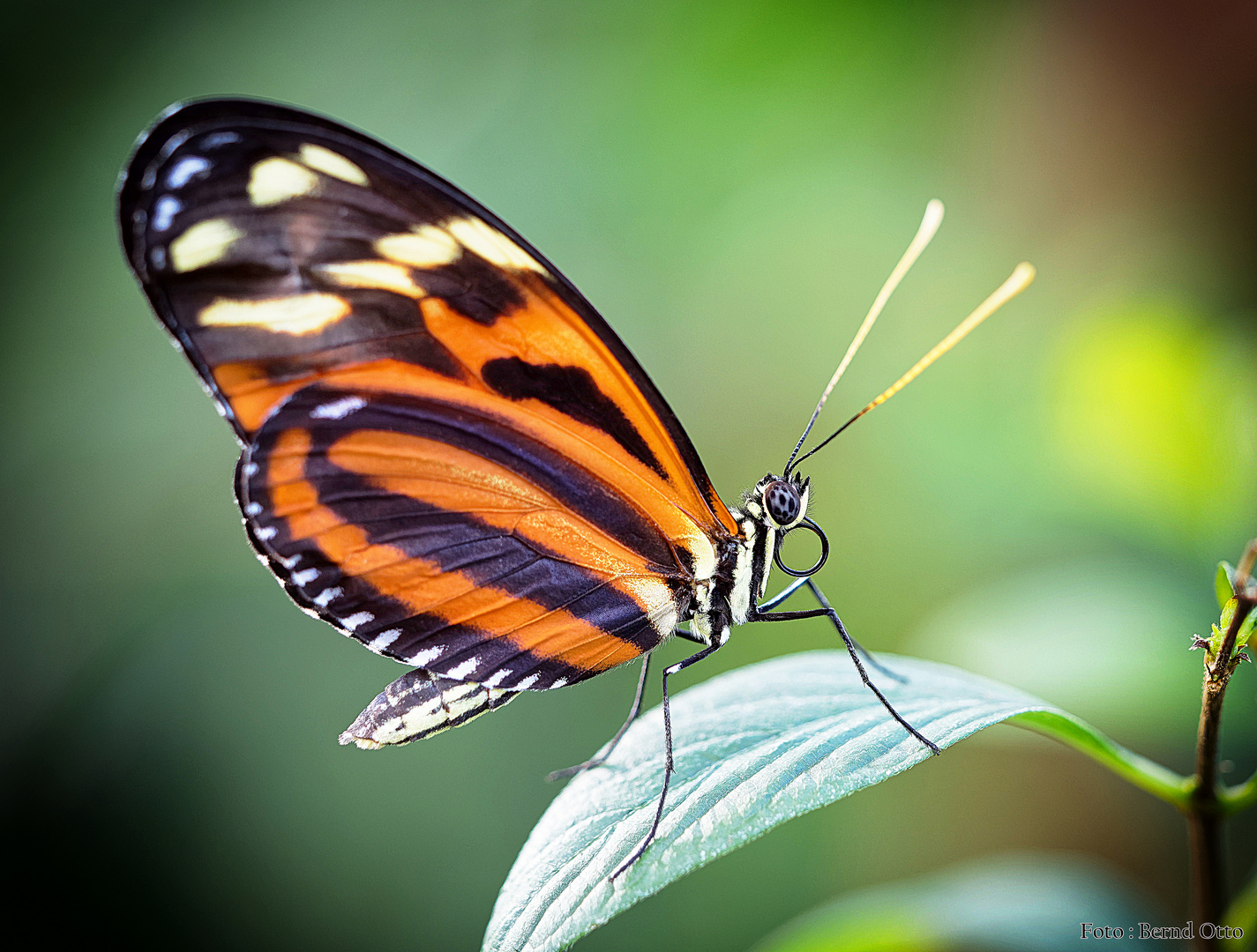 Heliconius ismenius