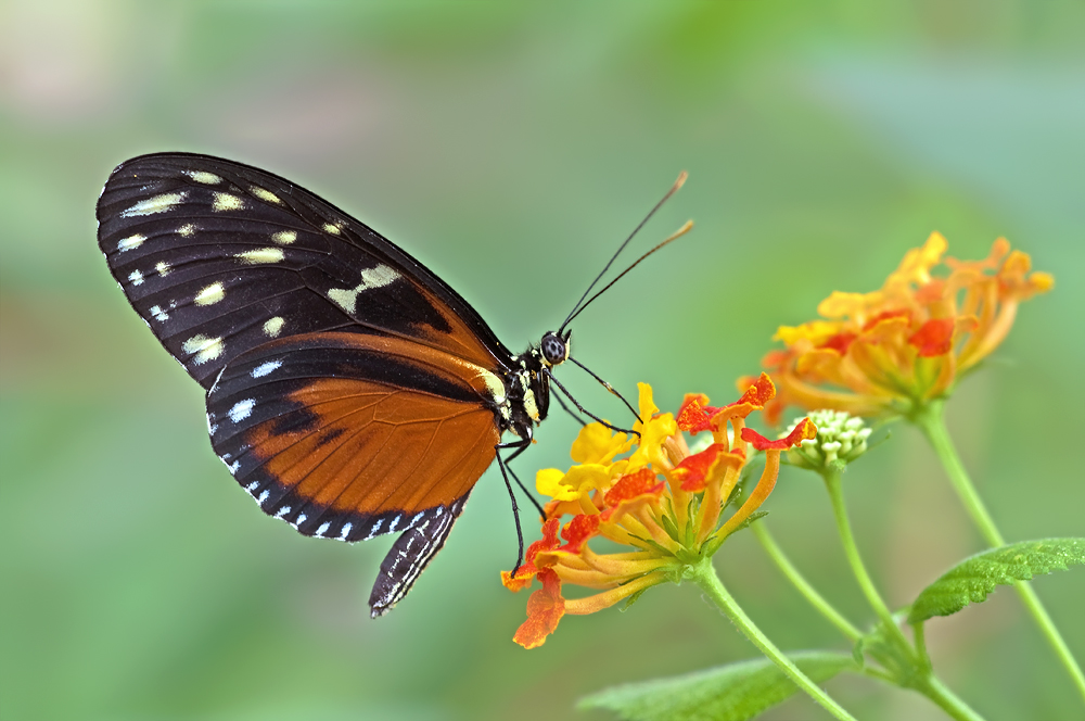 Heliconius ismenius Foto & Bild | tiere, zoo, wildpark & falknerei