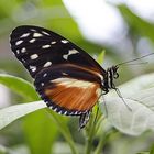 Heliconius ismenius